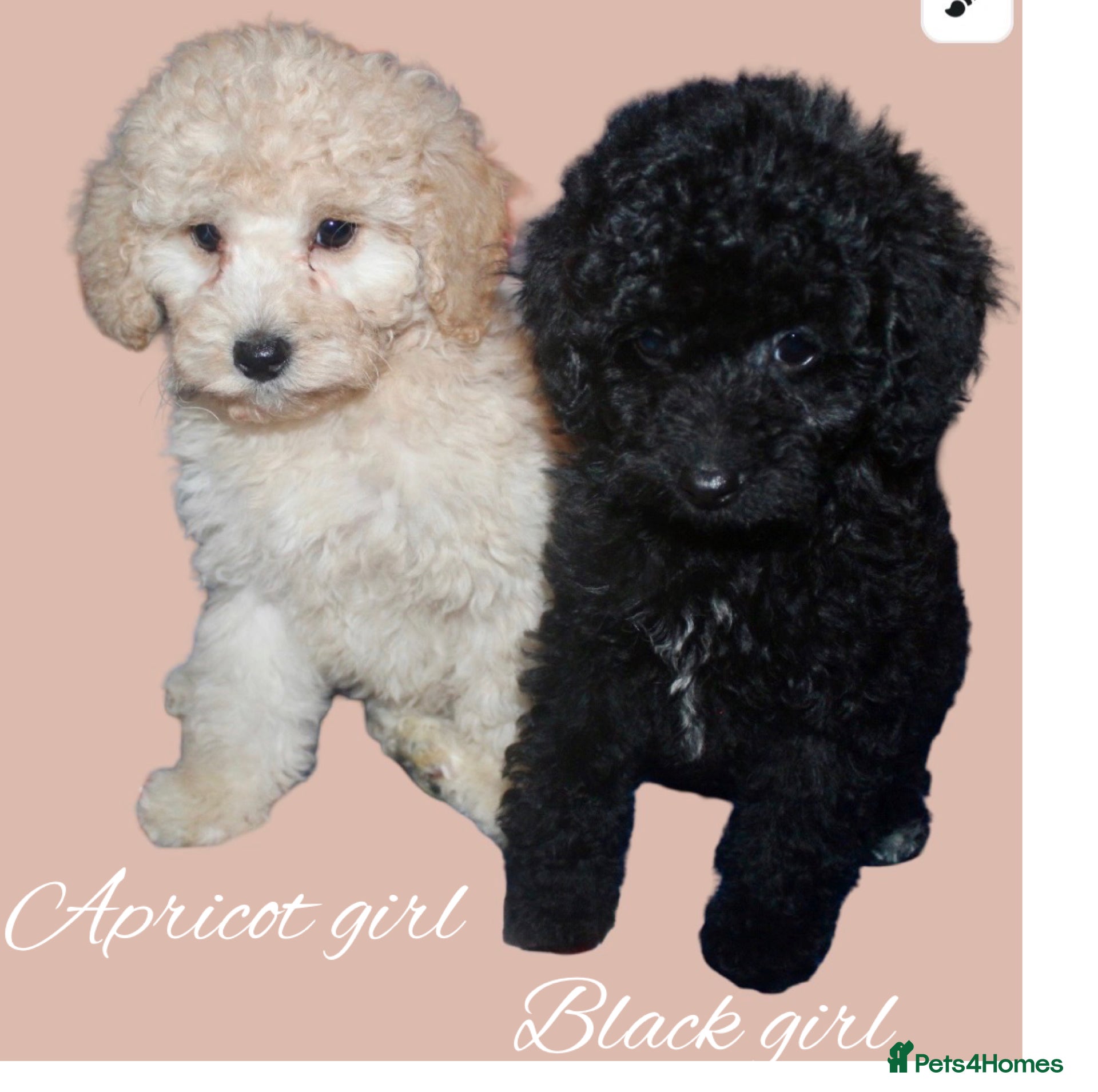 Cockapoo dogs Child friendly cockapoo puppies  - Advert 13