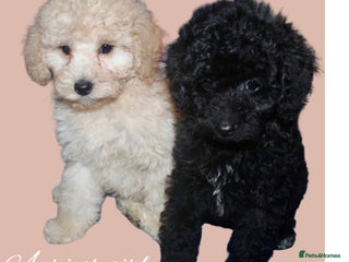 Cockapoo dogs Child friendly cockapoo puppies - Advert 12