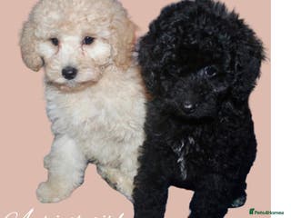 Cockapoo dogs Child friendly cockapoo puppies - Advert 2