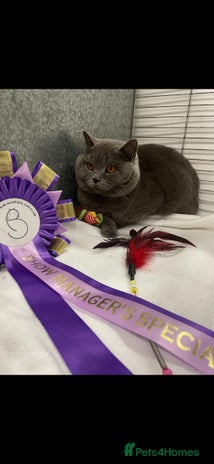 British Shorthair cats for stud - Advert 1