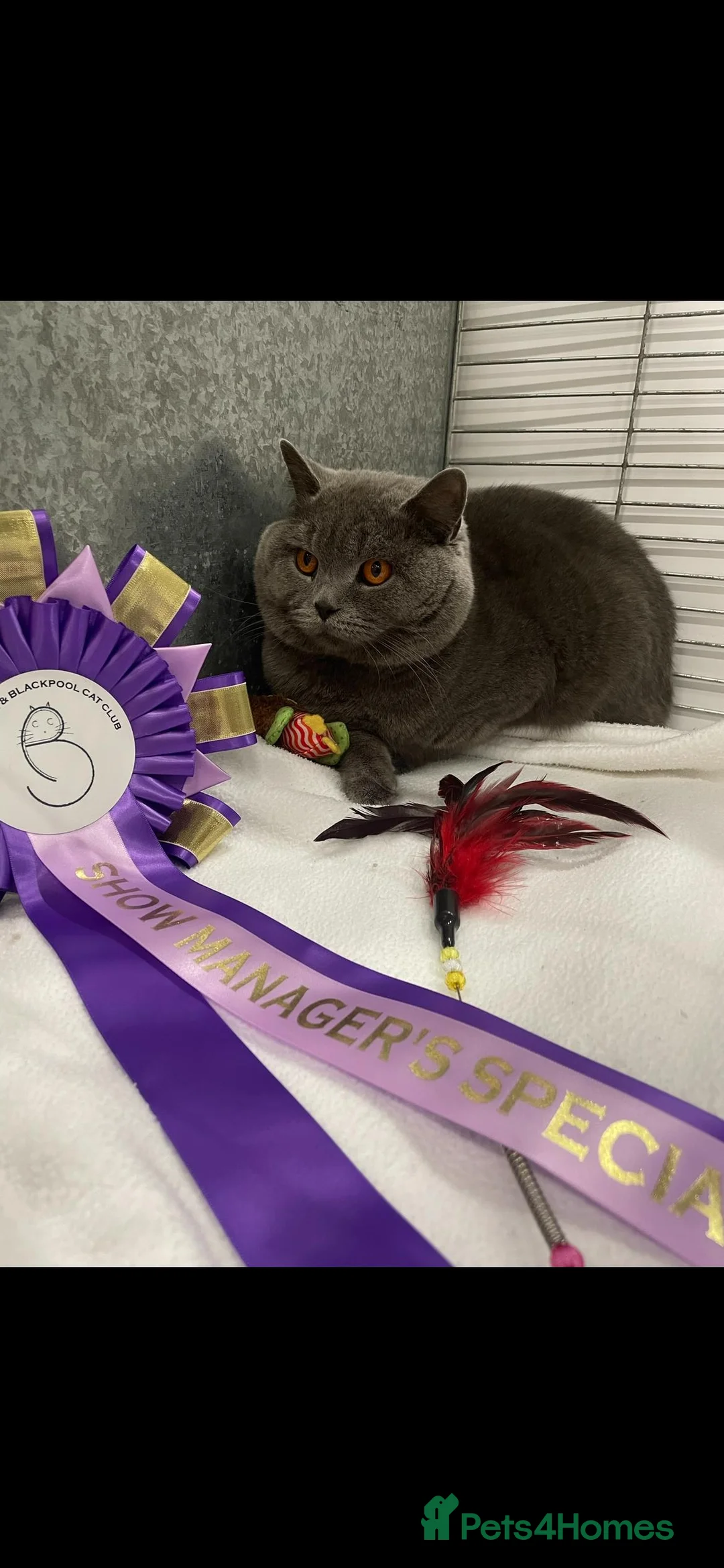 British Shorthair cats for stud: Blue n lilac copper eyed/ Quality PROVEN STUDS   - Advert 1