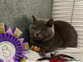 British Shorthair cats Blue n lilac copper eyed/ Quality PROVEN STUDS - Advert 16