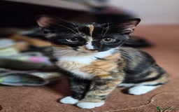 Mixed Breed cats for sale: Five Charming Kittens - Image 17