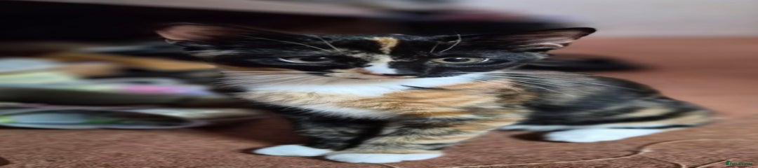 Kitten 3