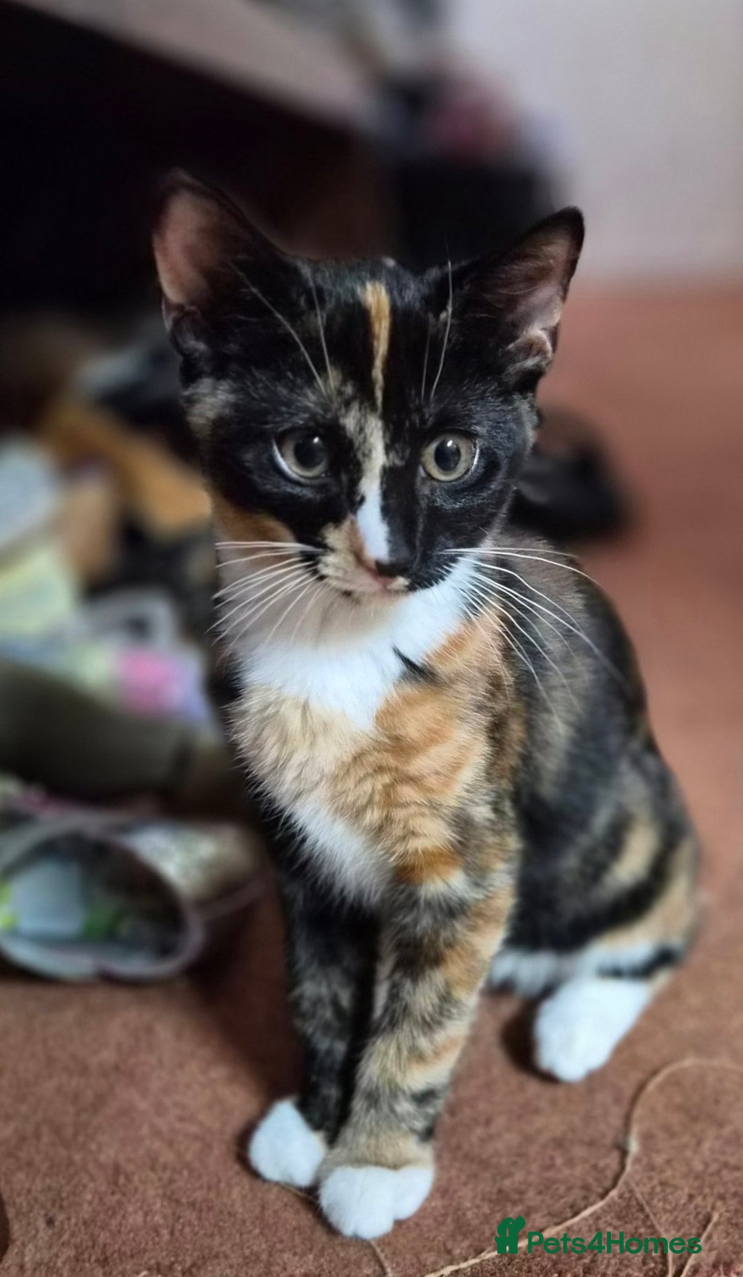 Mixed Breed cats for sale: Five Charming Kittens - Image 17