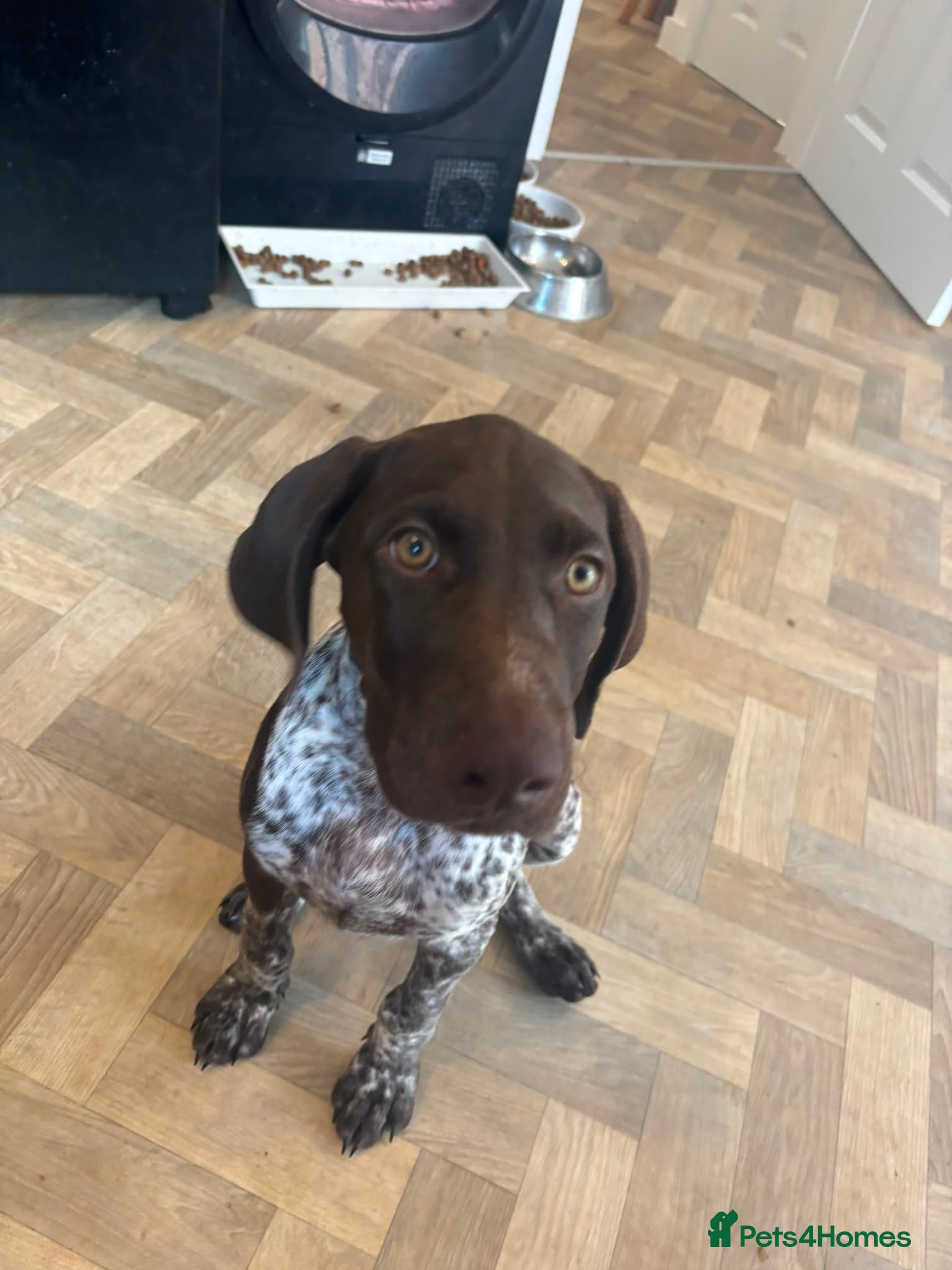German Shorthaired Pointer dogs KC GSP boys ready for their forever homes ❤️ - Advert 2