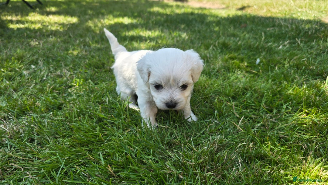 Maltese dogs for sale: 💙 Adorable Maltese Puppies for Sale - Image 9