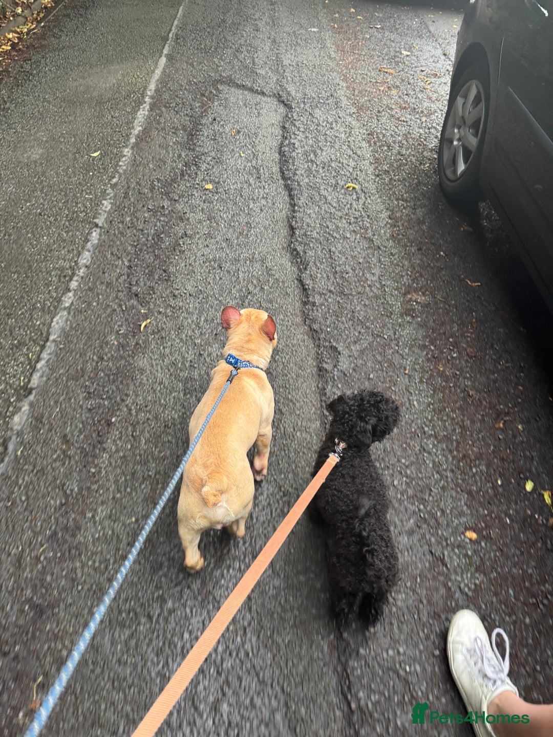 French Bulldog dogs for sale: Ronnie Frenchie  - Advert 3