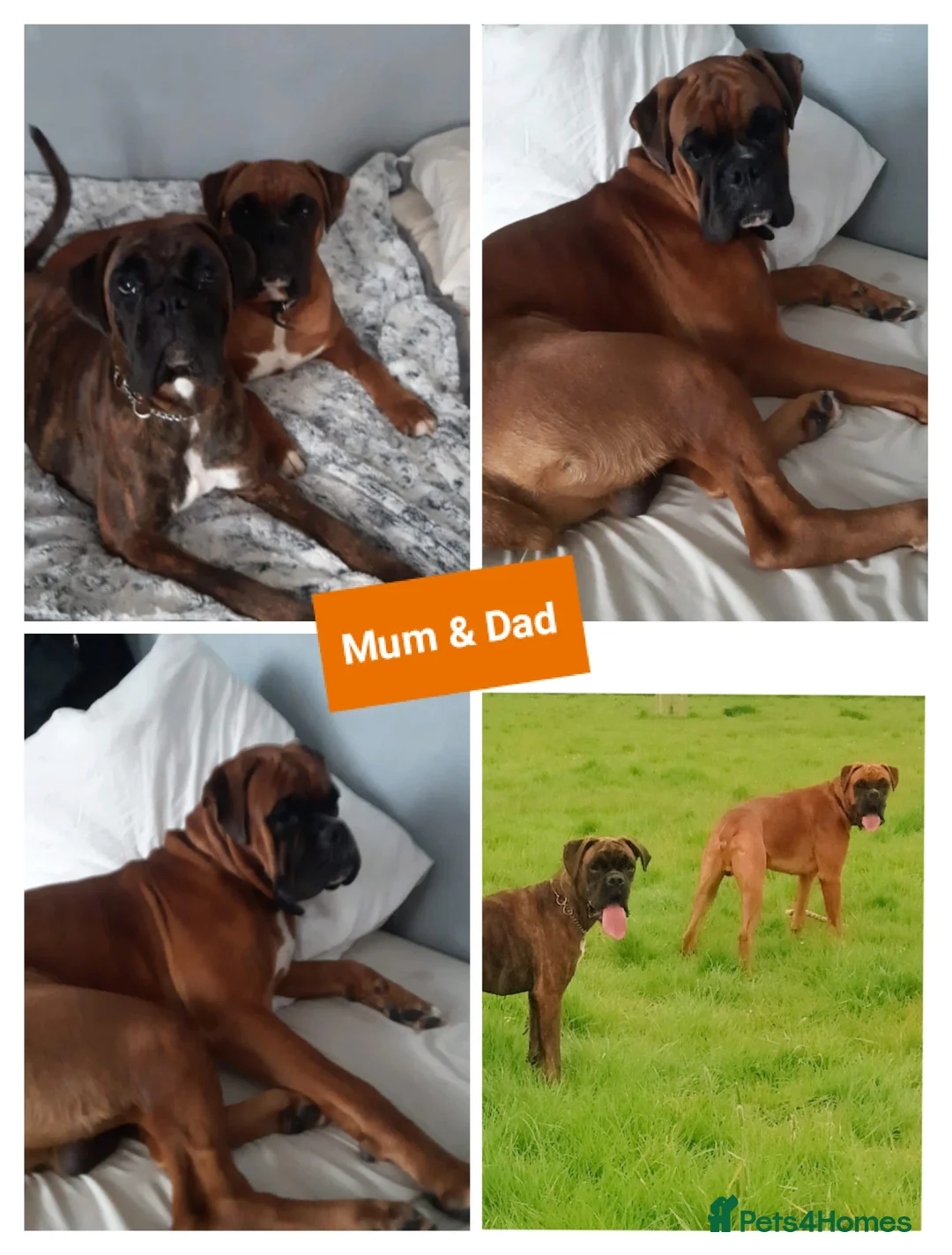 Boxer dogs for sale: Gorgeous Boxer Puppies Available... - Advert 13