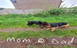 German Shepherd dogs for sale: German shepherd pedigree puppies- four weeks old. - Image 6