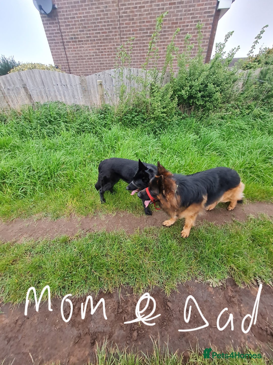 German Shepherd dogs for sale: German shepherd pedigree puppies- four weeks old. - Image 6