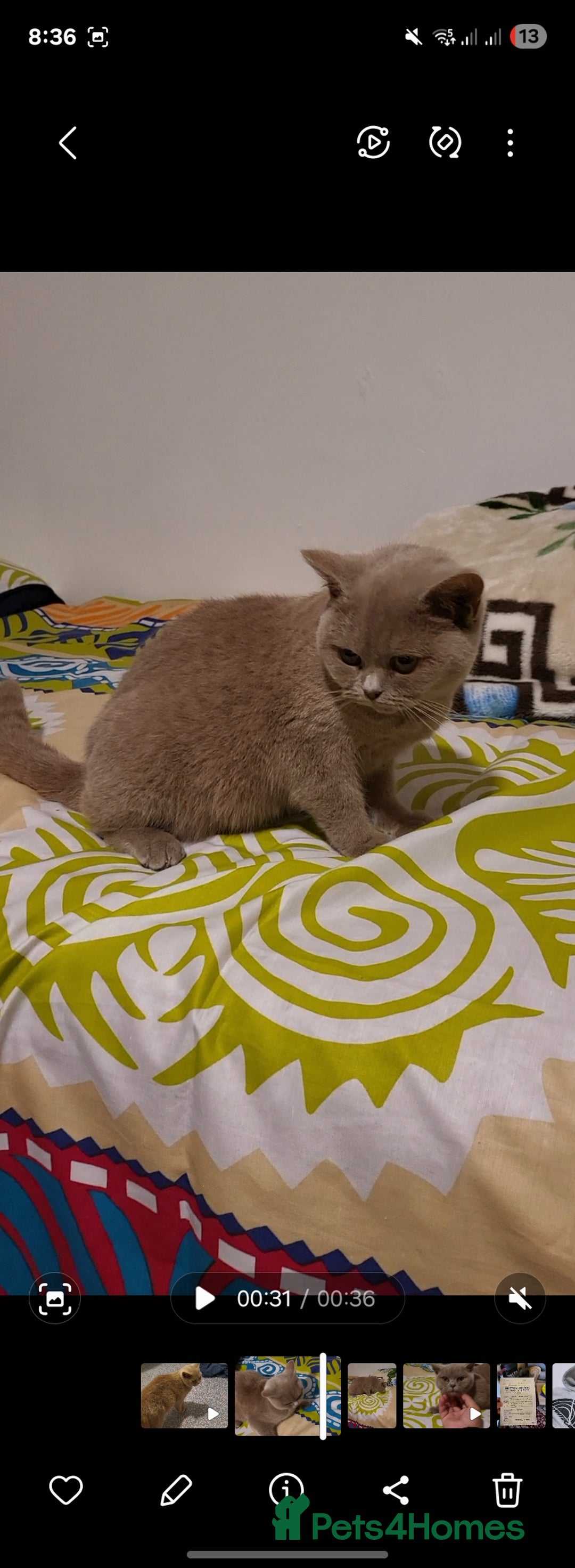 British Shorthair cats for sale: British Shorthair lilac  - Advert 6