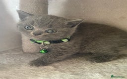 British Shorthair cats for sale: Female pure British shorthair kittens - Image 10