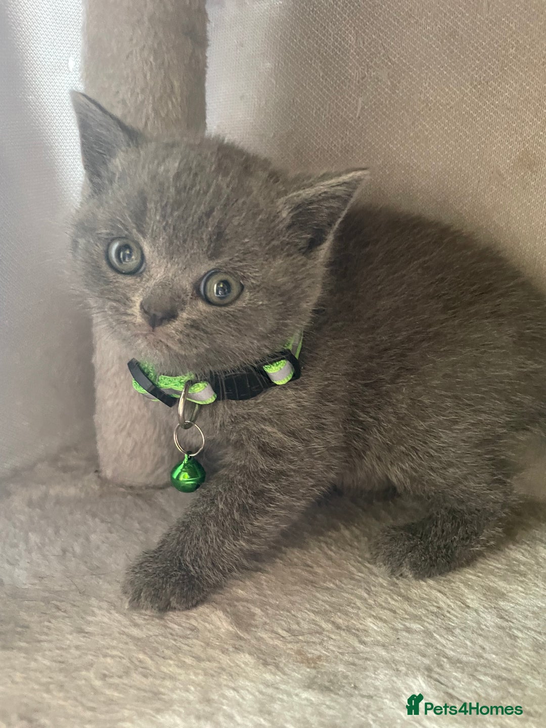 British Shorthair cats for sale: Female pure British shorthair kittens - Image 10