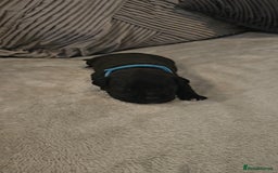 Staffordshire Bull Terrier dogs for sale:  STAFFORDSHIRE BULL TERRIERS PUPS  - Image 11