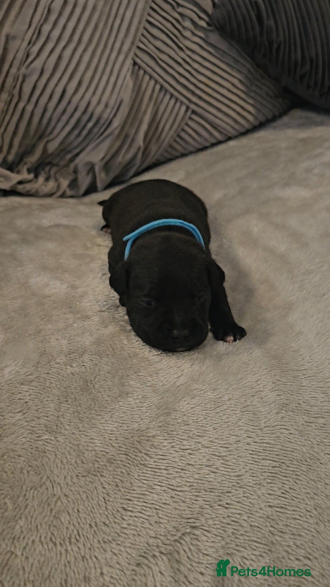 Staffordshire Bull Terrier dogs for sale:  STAFFORDSHIRE BULL TERRIERS PUPS  - Image 11