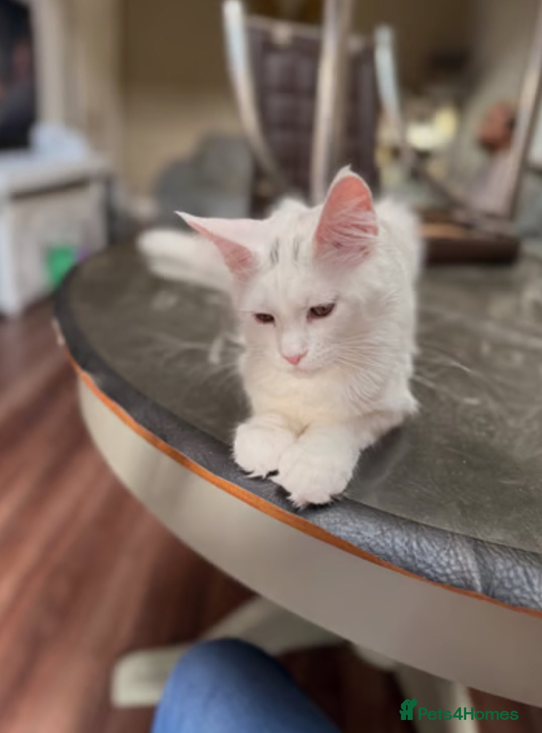 Maine Coon cats for sale: TICA Russian Maine Coons - Image 4