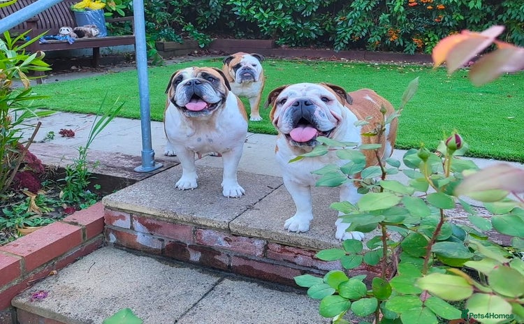 English Bulldog dogs 2x English Bulldogs adult females  - Advert 6