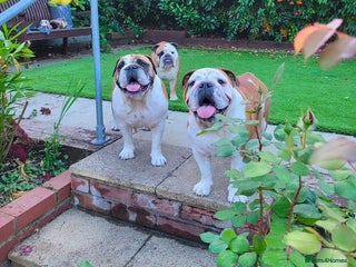 English Bulldog dogs 2x English Bulldogs adult females - Advert 5