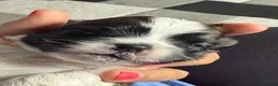 Lhasa Apso dogs for sale: Stunning litter of Lhasa apso puppies  - Advert 5