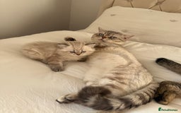 British Shorthair cats for sale: British short hair and Scottish fold  - Image 18