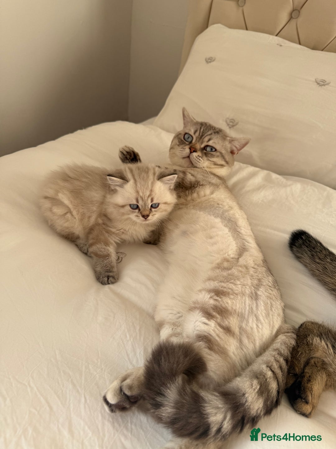 British Shorthair cats for sale: British short hair and Scottish fold  - Image 18