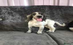 Cocker Spaniel dogs for sale: Cocker Spaniel Puppies For Sale - Image 4
