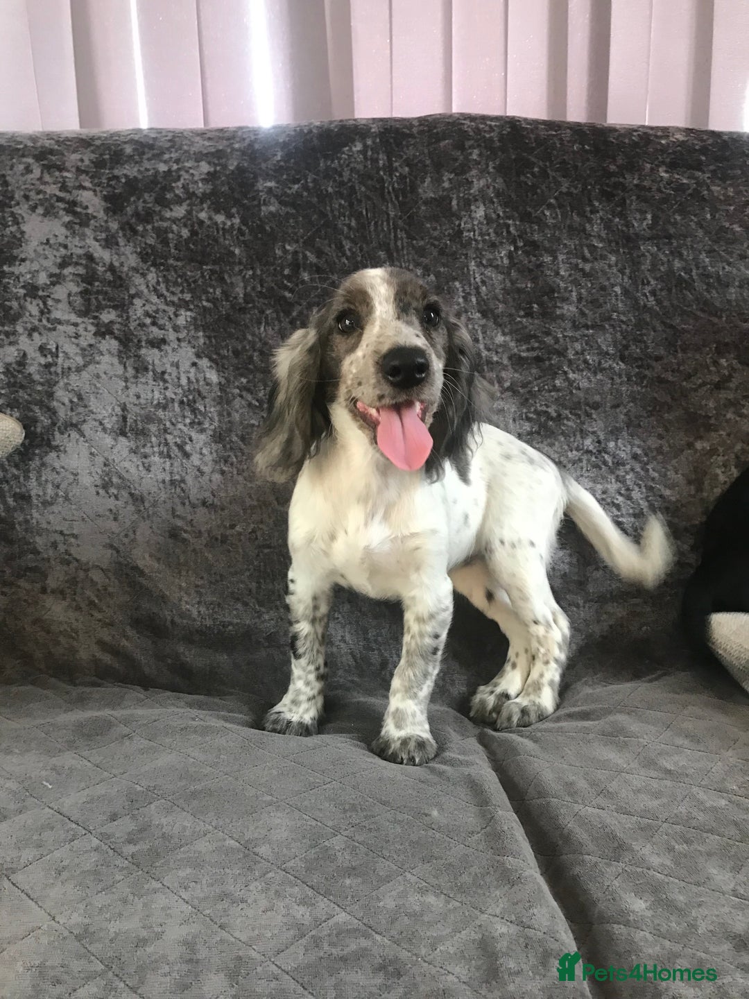 Cocker Spaniel dogs for sale: Cocker Spaniel Puppies For Sale - Image 4