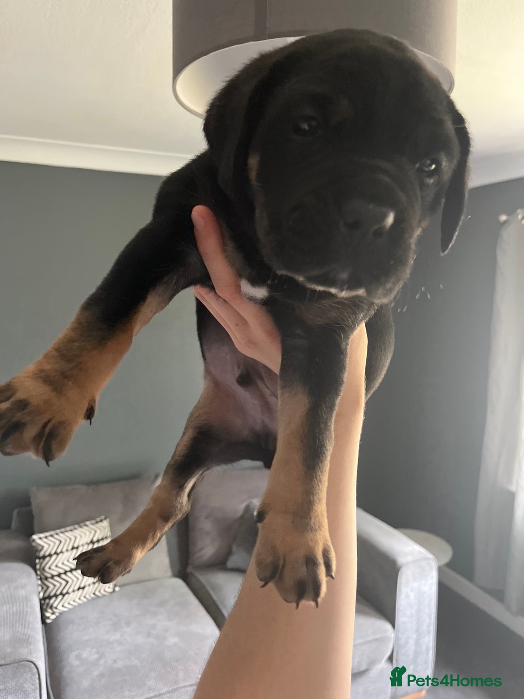 Cane Corso dogs for sale: 1 male black pup left £900  - Image 6
