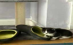 Ragdoll cats for sale: Ragdoll cross  - Image 11