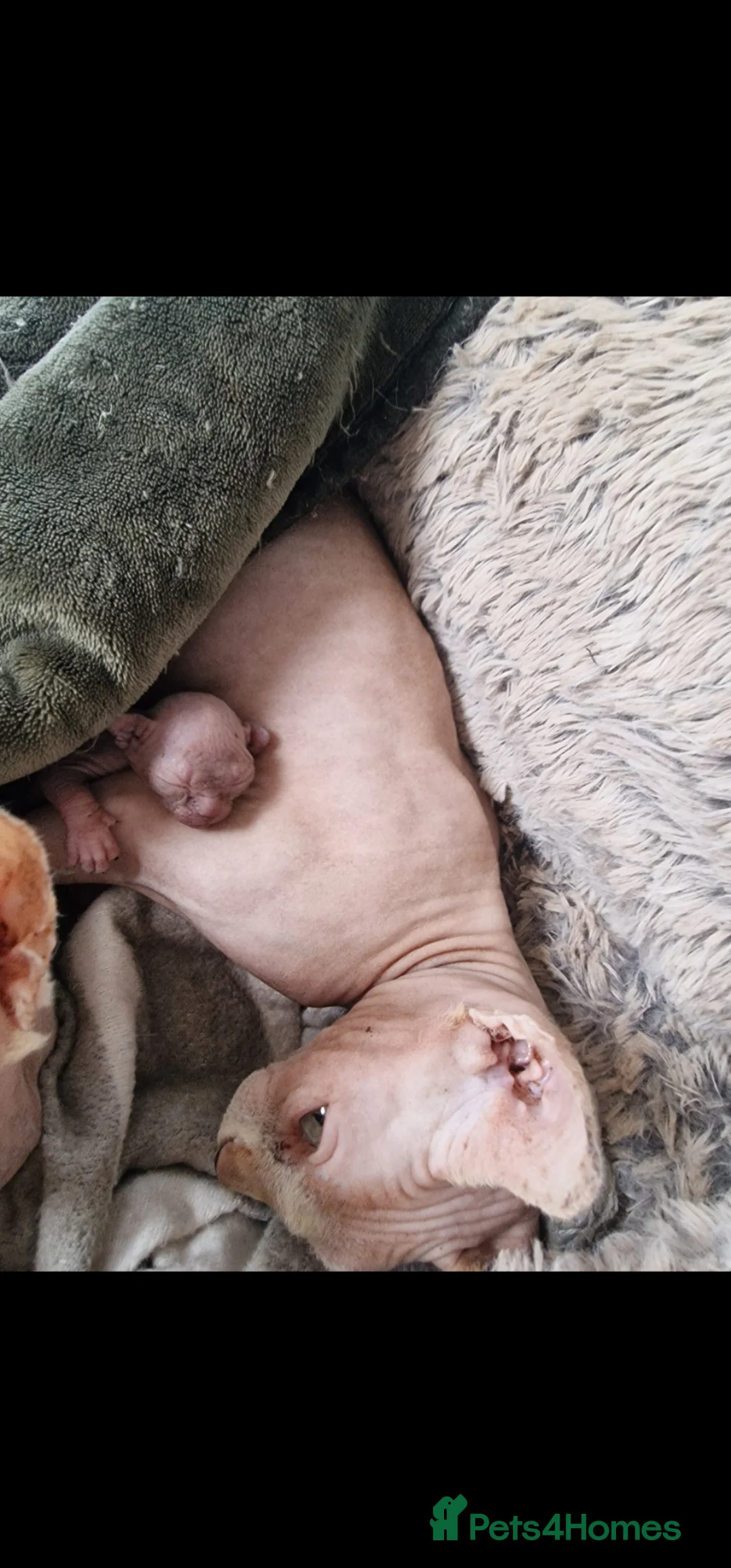 Sphynx cats for sale: Last little sphynx girl - Advert 1
