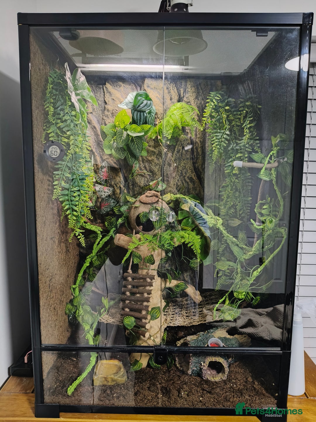 Gecko reptiles for sale: Crested Gecko with enclosure - female - Advert 2