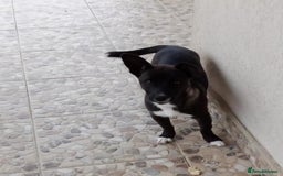 Mixed Breed dogs for adoption: NINA, superb little girl - for a Loving Home - Image 2