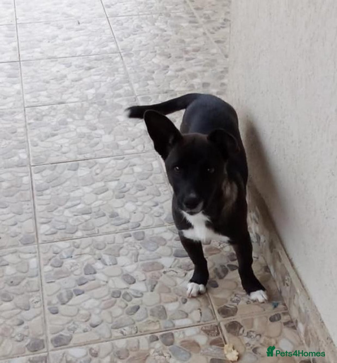 Mixed Breed dogs for adoption: NINA, superb little girl - for a Loving Home - Image 2