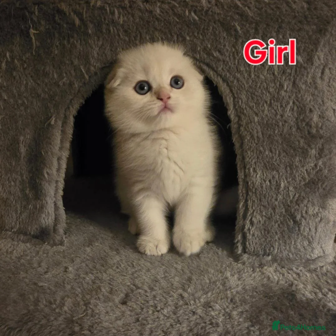 Scottish Fold cats for sale: 3 Adorable Scottish fold kittens 💙  - Advert 2