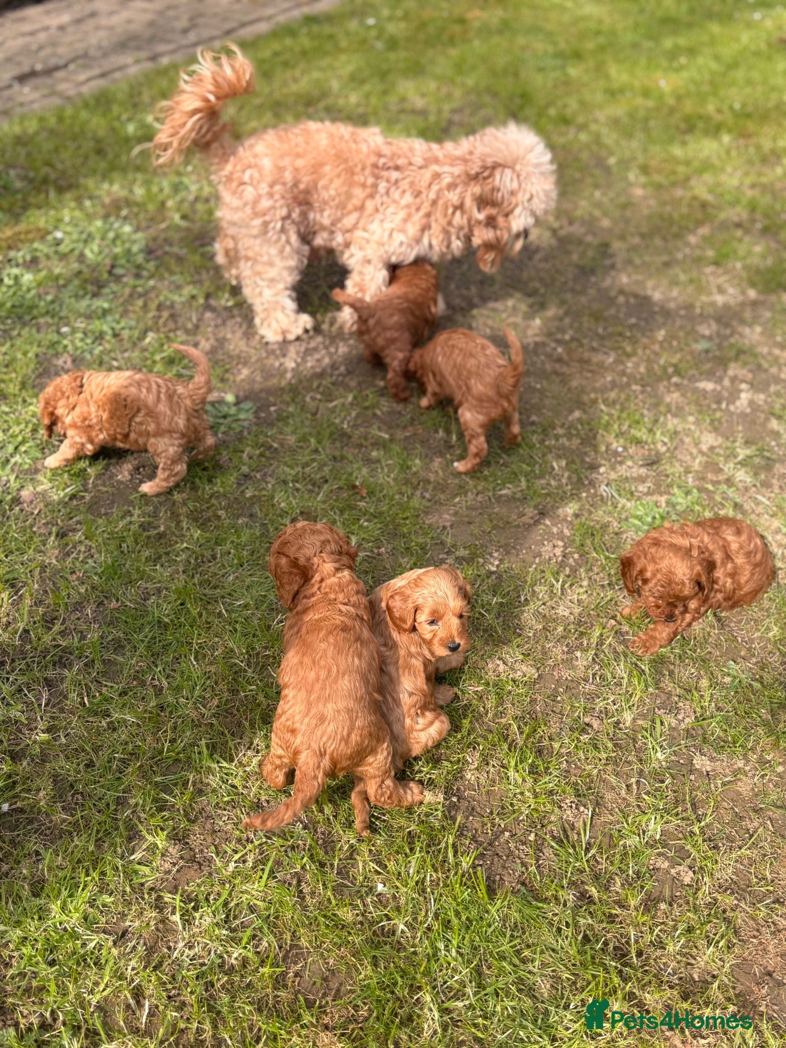 Cavapoo dogs Cavapoo Puppies 1 Left - Advert 5