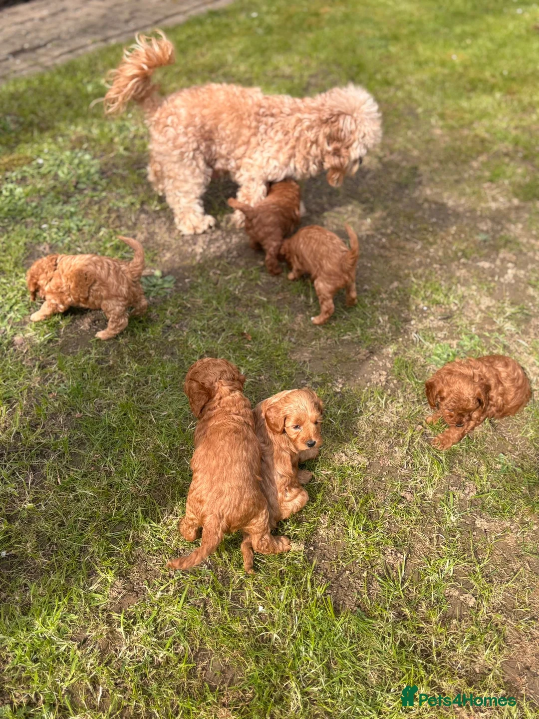 Cavapoo dogs for sale: Cavapoo Puppies 1 Left - Advert 1