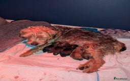 Mixed Breed dogs for sale: 6 Lakeland Cross Puppies for Sale - Image 12