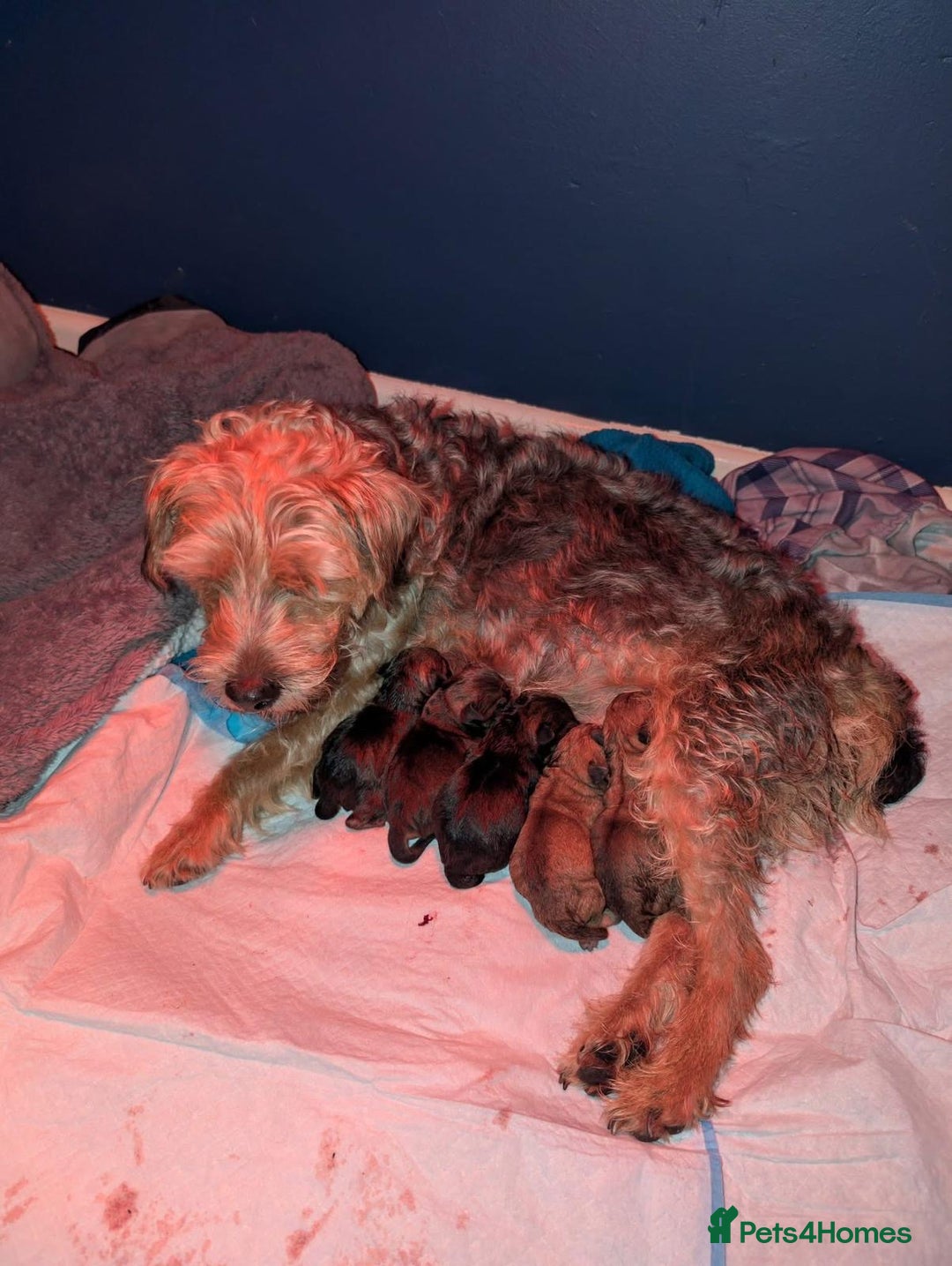 Mixed Breed dogs for sale: 6 Lakeland Cross Puppies for Sale - Image 12