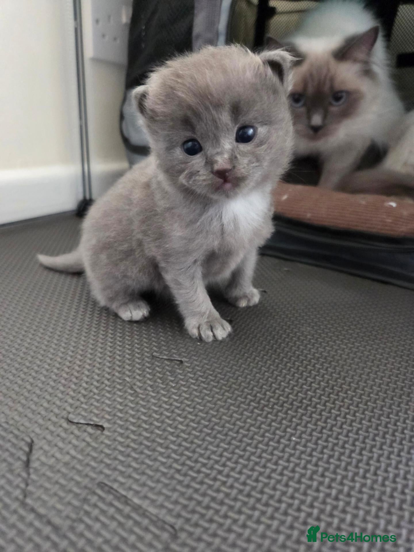 Ragdoll cats for sale: 1 rare blue ragdoll left 💙 - Advert 2
