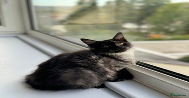 Maine Coon cats - Advert 1