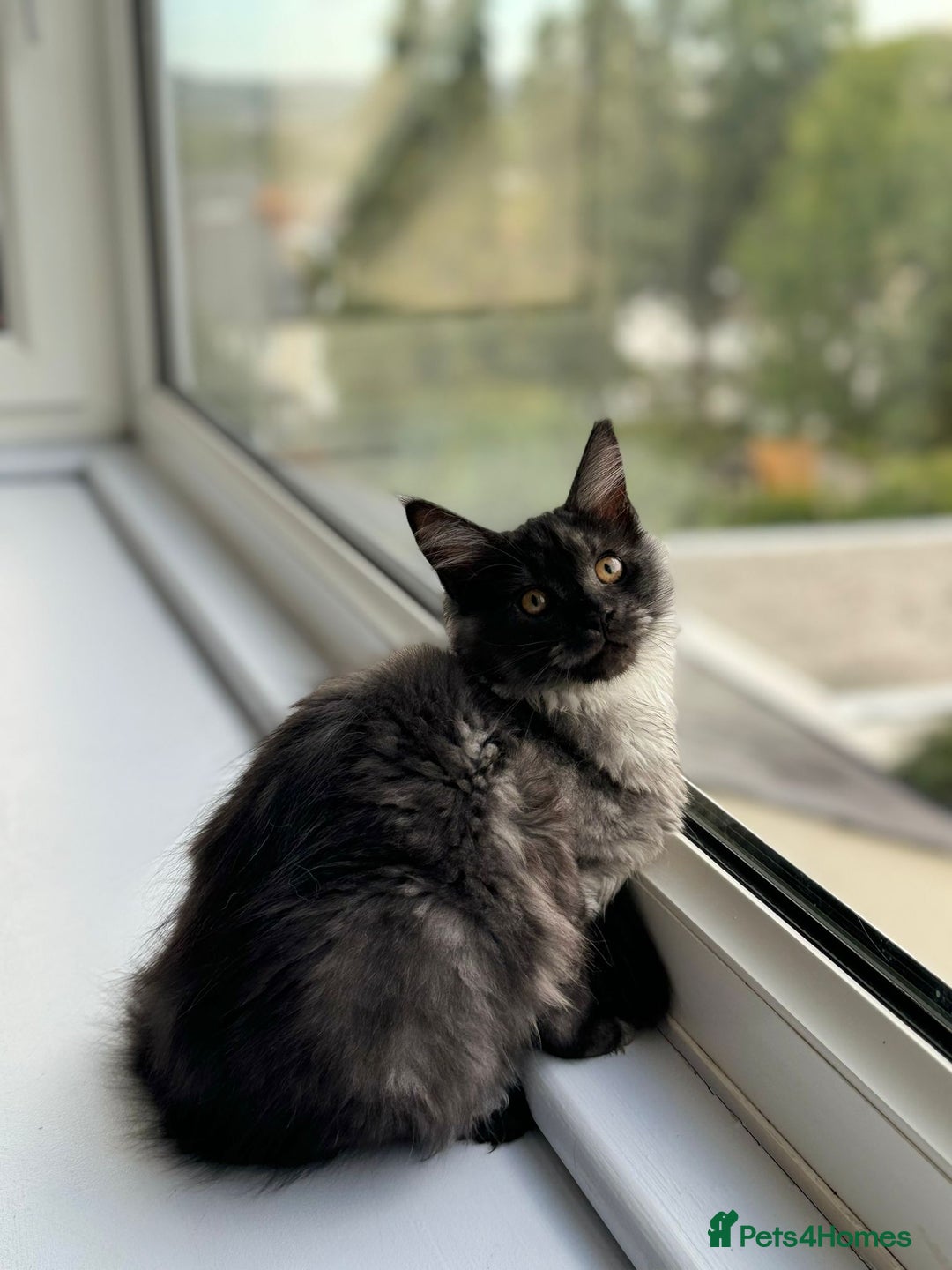 Maine Coon cats for sale: Stunning Maine Coon Kitten 🖤 ACTIVE - Image 3