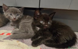 Mixed Breed cats for sale: 5 beautiful kittens looking for their forever home - Image 12
