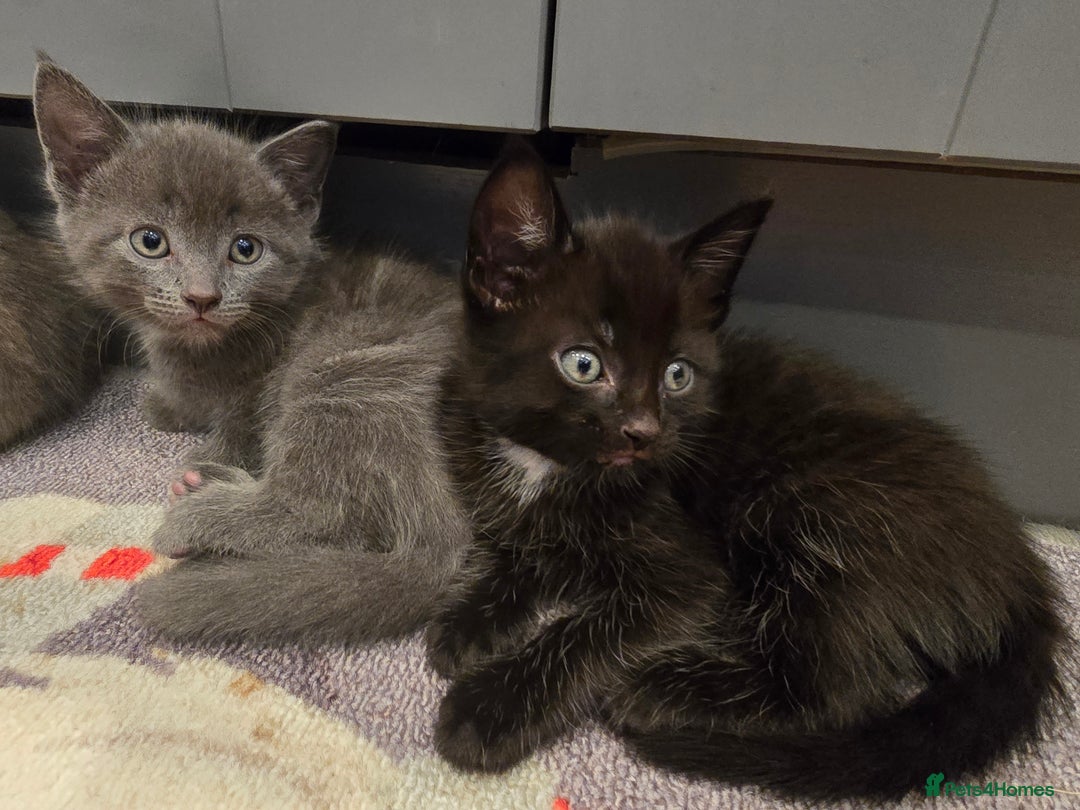 Mixed Breed cats for sale: 5 beautiful kittens looking for their forever home - Image 12