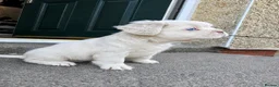 French Bulldog dogs for sale: CREAM FLUFFY FRENCHIE in Blackwood - Advert 2