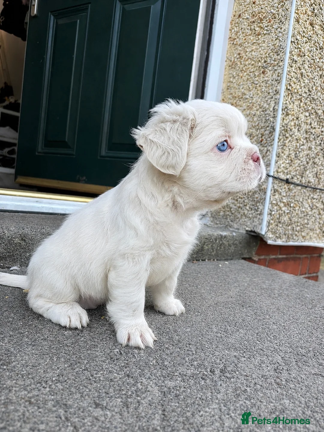 French Bulldog dogs for sale: CREAM FLUFFY FRENCHIE in Blackwood - Advert 2