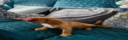 Cavalier King Charles Spaniel dogs for sale: KC reg health tested Cavalier King Charles puppies - Advert 17