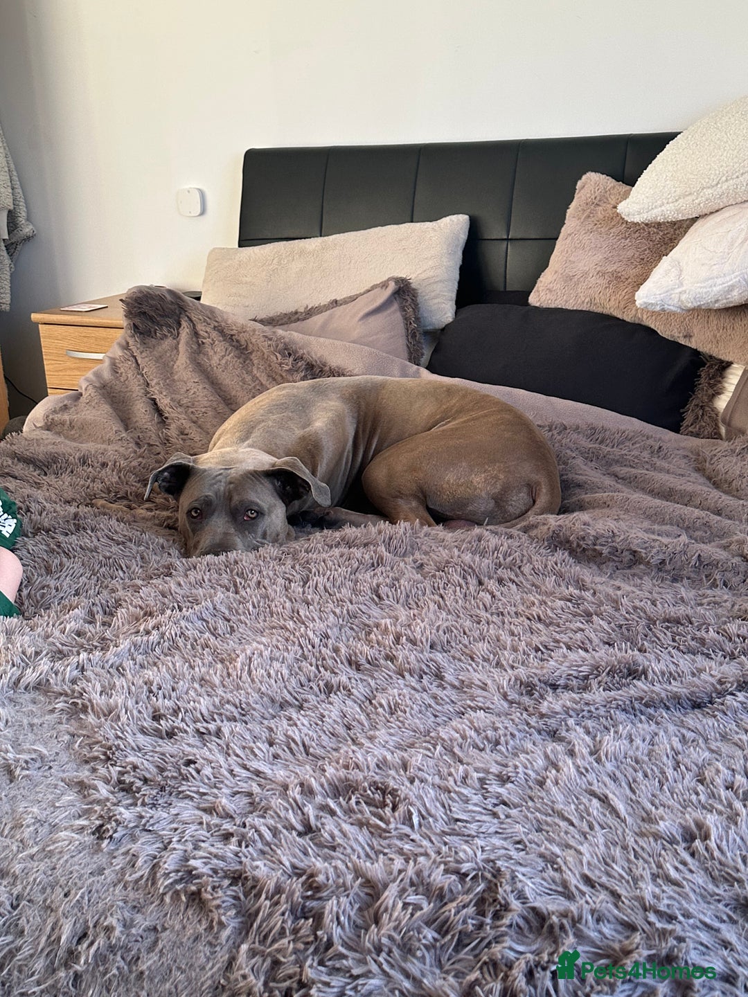 Mixed Breed dogs for sale: Cane Corso X Thai Ridgebacm - Advert 2