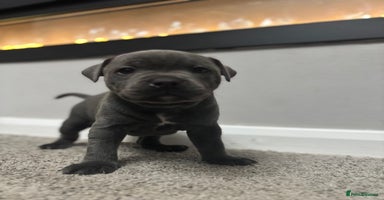 Staffordshire Bull Terrier dogs - Advert 4