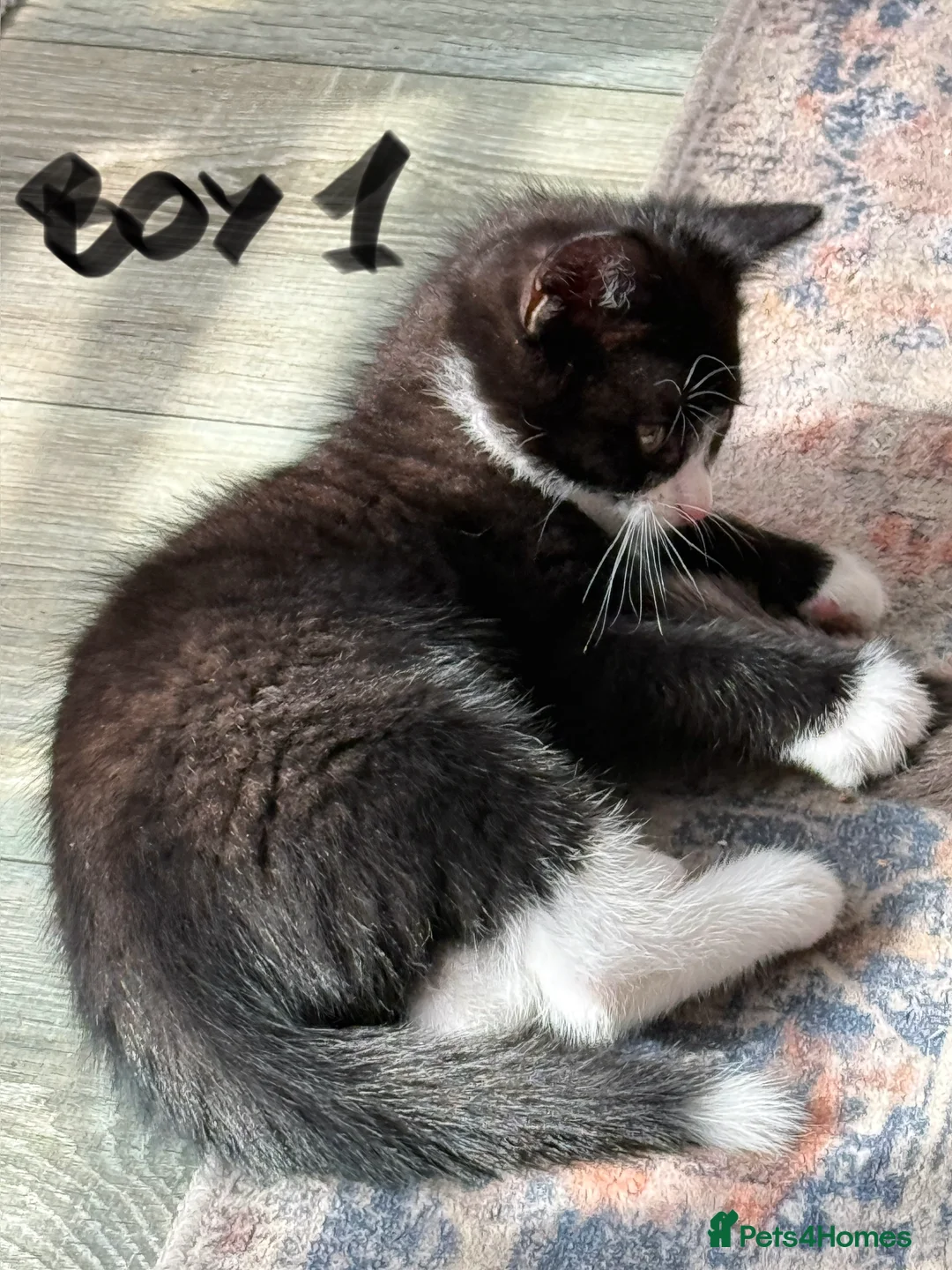 Mixed Breed cats for sale: Chocolate brown tabby kittens 🐱  - Advert 3